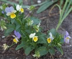 Attēlu rezultāti vaicājumam “Viola tricolor subsp. curtisii bud”