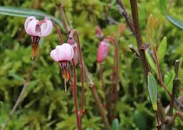 Attēlu rezultāti vaicājumam “Oxycoccus microcarpus”