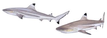 Image result for Carcharhinus melanopterus