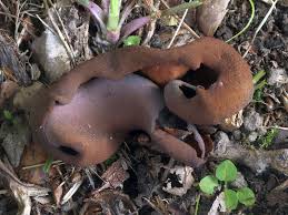 Attēlu rezultāti vaicājumam “Otidea bufonia”