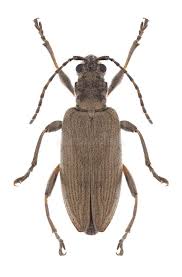 Attēlu rezultāti vaicājumam “Donacia”