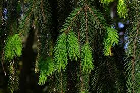 Attēlu rezultāti vaicājumam “Picea abies fo. virgata fruit”