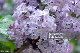 Image result for flieder