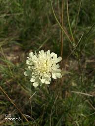 Image result for Scabiosa ochroleuca