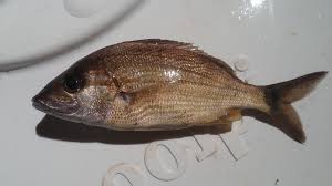 Image result for Haemulon aurolineatum