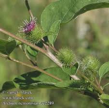 Attēlu rezultāti vaicājumam “Arctium nemorosum”