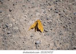 Attēlu rezultāti vaicājumam “Hepialus humuli female”