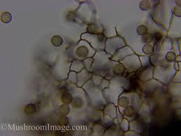 Attēlu rezultāti vaicājumam “Stemonitopsis amoena macro”