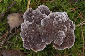 Attēlu rezultāti vaicājumam “Hydnellum sp.”