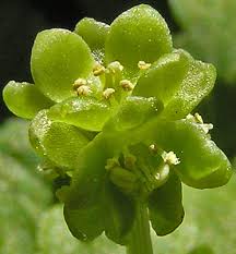 Attēlu rezultāti vaicājumam “Adoxaceae”