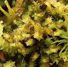 Attēlu rezultāti vaicājumam “Isopaches bicrenatus”