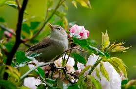 Image result for Hippolais pallida