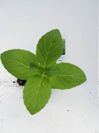 Attēlu rezultāti vaicājumam “Mentha arvensis”