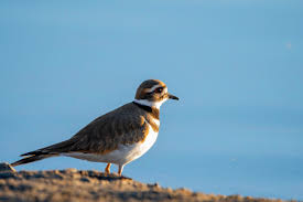 Image result for Charadrius vociferus