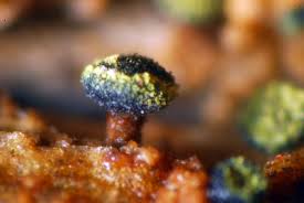 Attēlu rezultāti vaicājumam “Calicium adspersum”