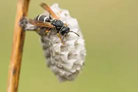 Attēlu rezultāti vaicājumam “Polistes nimpha”