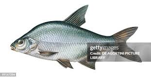 Image result for Abramis brama