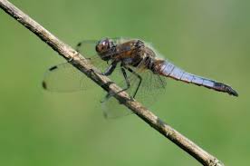 Attēlu rezultāti vaicājumam “Orthetrum cancellatum male”