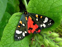 Attēlu rezultāti vaicājumam “Callimorpha dominula larva”