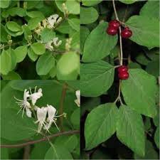 Attēlu rezultāti vaicājumam “Lonicera xylosteum flower”