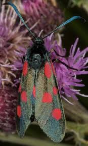 Attēlu rezultāti vaicājumam “Zygaena lonicerae”
