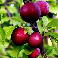 Attēlu rezultāti vaicājumam “Prunus (plum-tree) fruit”