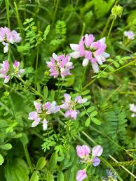 Attēlu rezultāti vaicājumam “Vicia sylvatica leaf”