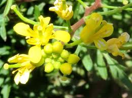 Attēlu rezultāti vaicājumam “Diplotaxis tenuifolia bud”
