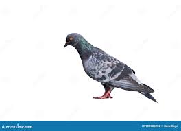 Attēlu rezultāti vaicājumam “Columba livia f. domestica”