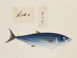 Image result for Katsuwonus pelamis