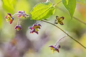 Attēlu rezultāti vaicājumam “Epimedium alpinum  flower”