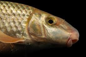 Image result for Moxostoma carinatum