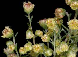 Image result for Artemisia dracunculus
