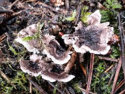 Attēlu rezultāti vaicājumam “Phellodon tomentosus”