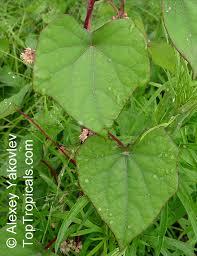 Attēlu rezultāti vaicājumam “Menispermum dauricum leaf”