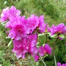 Attēlu rezultāti vaicājumam “Rhododendron sichotense”