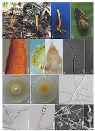 Attēlu rezultāti vaicājumam “Cordyceps polyarthra”