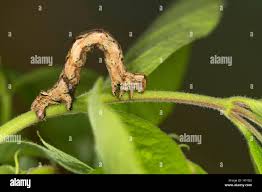 Attēlu rezultāti vaicājumam “Crocallis elinguaria imago”