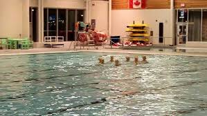 Image result for York University Pool Club