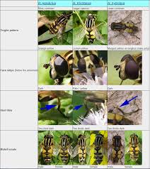 Attēlu rezultāti vaicājumam “Helophilus pendulus”
