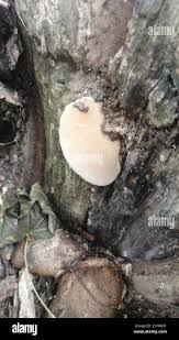 Attēlu rezultāti vaicājumam “Postia tephroleucus”