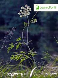 Attēlu rezultāti vaicājumam “Peucedanum palustre leaf”
