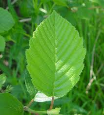 Attēlu rezultāti vaicājumam “Alnus”