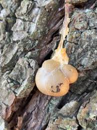 Attēlu rezultāti vaicājumam “Lycogala flavofuscum”