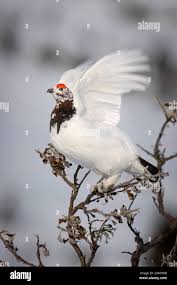 Attēlu rezultāti vaicājumam “Lagopus lagopus male”