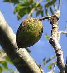 Attēlu rezultāti vaicājumam “Juglans x sinensis fruit”
