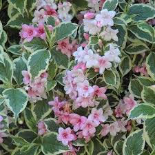 Attēlu rezultāti vaicājumam “Weigela praecox”