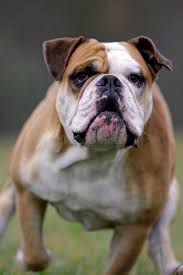 Image result for Bulldogs Power and strength