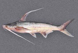 Image result for Bagre marinus