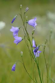 Attēlu rezultāti vaicājumam “Campanula rotundifolia”